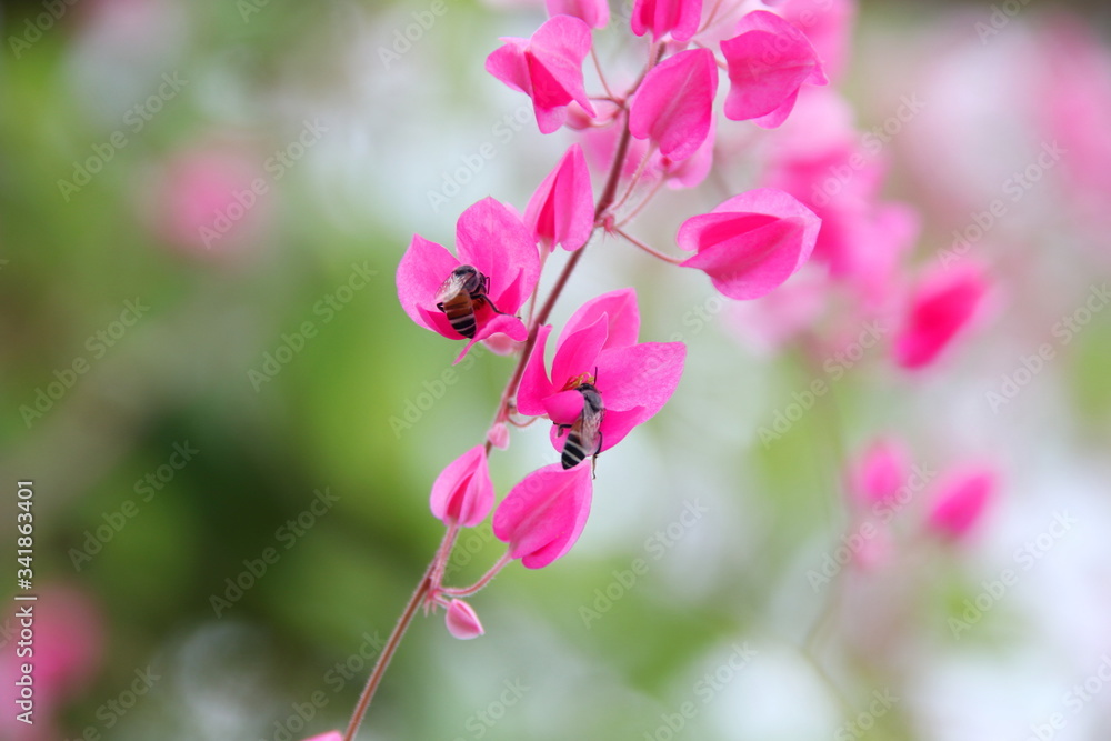 A branch of bright pink flowers of Maxican Creeper and insect. Another name is Bee Bush, Chain of Love, Queen's Jewels, Rose Pink Vine, Mountain Rose Coralvine. A branch of bright pink flowers of Maxican Creeper and insect. Another name is Bee Bush, Chain of Love, Queen's Jewels, Rose Pink Vine, Mountain Rose Coralvine.