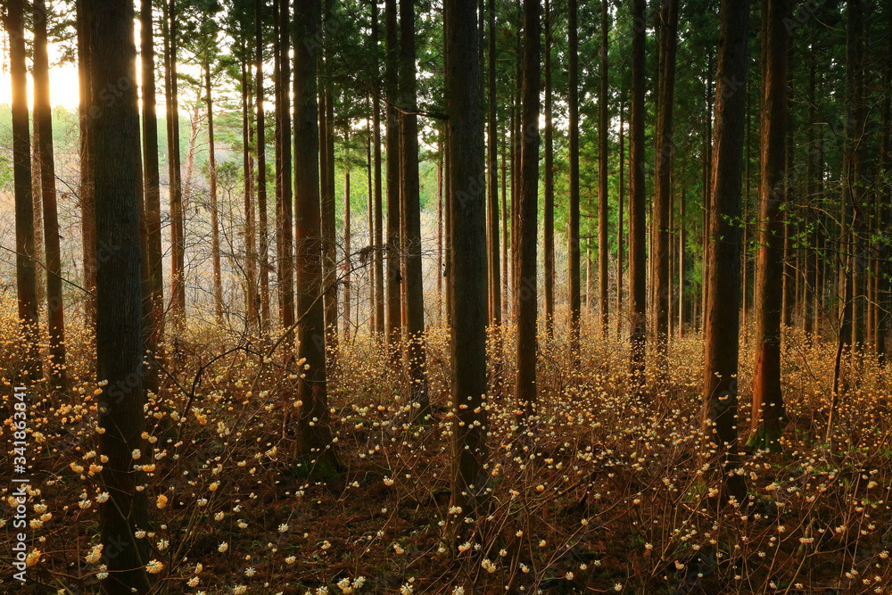 Fototapeta premium ミツマタの森