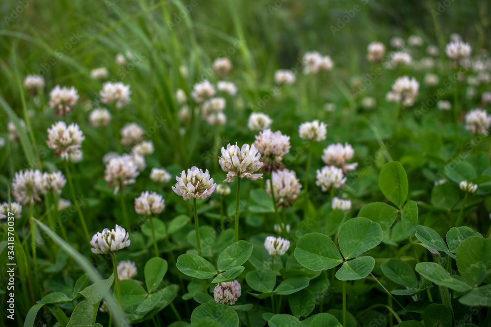 Blooming clover on a field among grass
Blooming clover on a field among grass