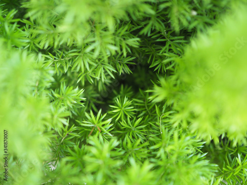 Abstract green background full frame with blurred and soft focus of leaf plant. © kittima