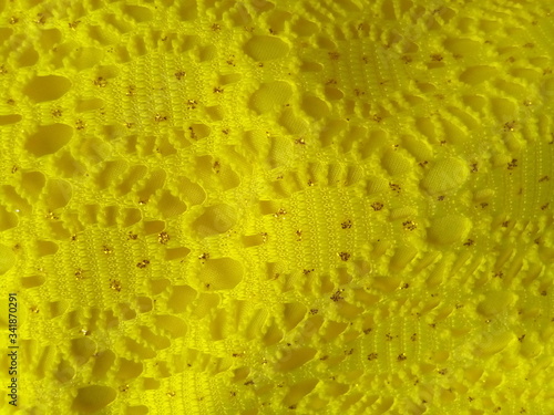 yellow sponge texture