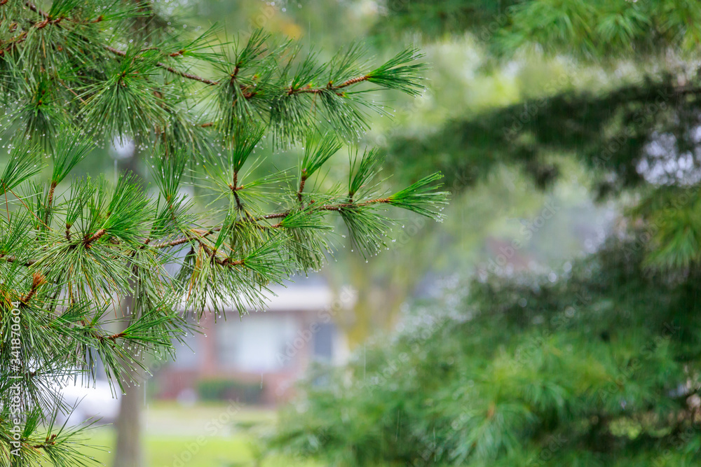 Obraz premium Overlooking with raindrops on a during heavy rainfall.