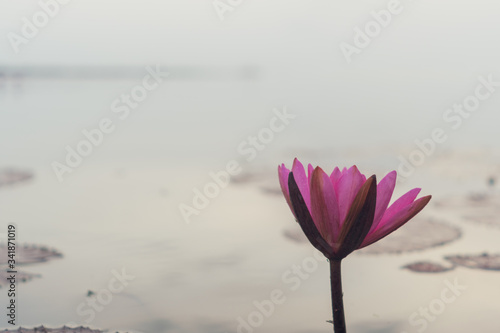 Selective focus of beautiful colorful flowers lotus in pond with summer bokeh background.