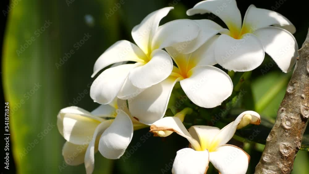 beautiful white flowers on a tree in asia beautiful white flowers on a tree in asia