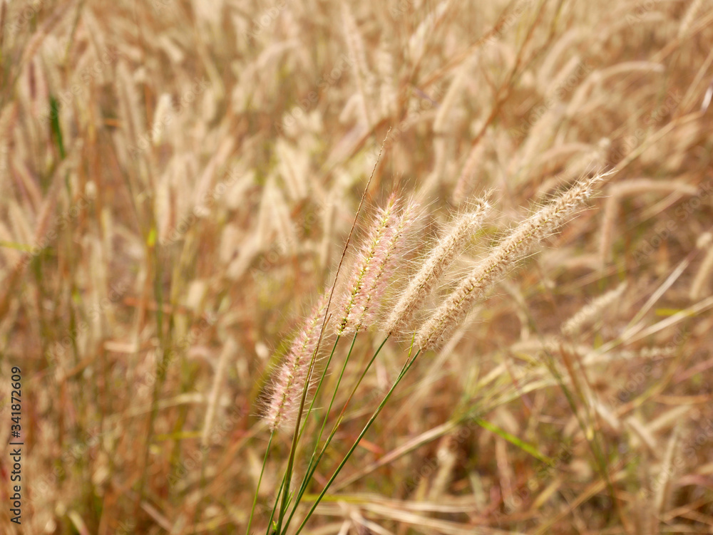golden wheat field nature background. grass field outdoor summer golden wheat field nature background. grass field outdoor summer