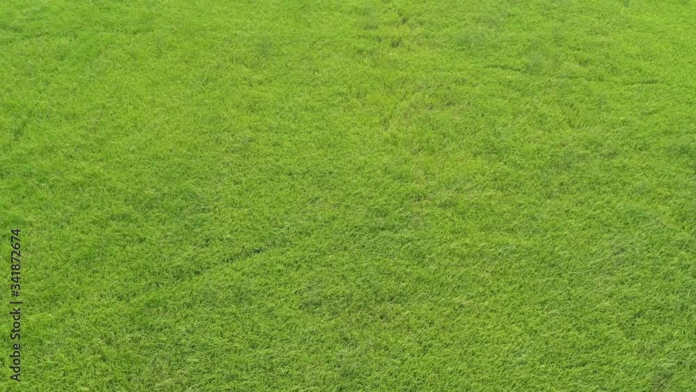 green grass background green grass background