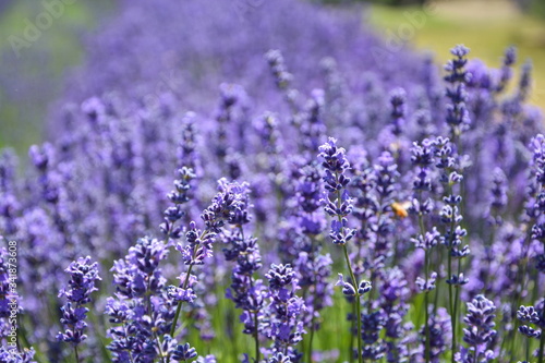 Fototapeta Naklejka Na Ścianę i Meble -  Detail of purple lavender flowers