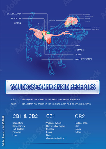 your dog cannabinoid receptors,effect on body pet,vector infographic on white background.