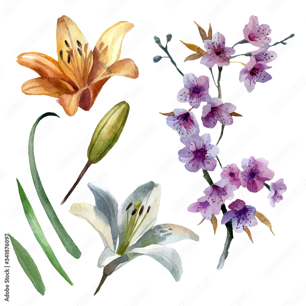 Watercolor illustration, set. Flowers of lilies, sakura. Spring summer motive.