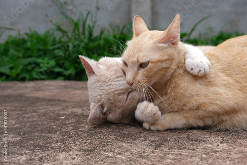 Couple cats hugging to love on cement floor