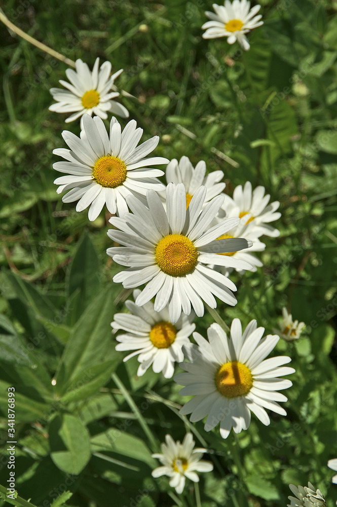 Obraz premium Common Daisies in a Row 