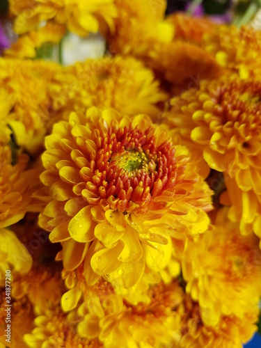 orange chrysanthemum flowers