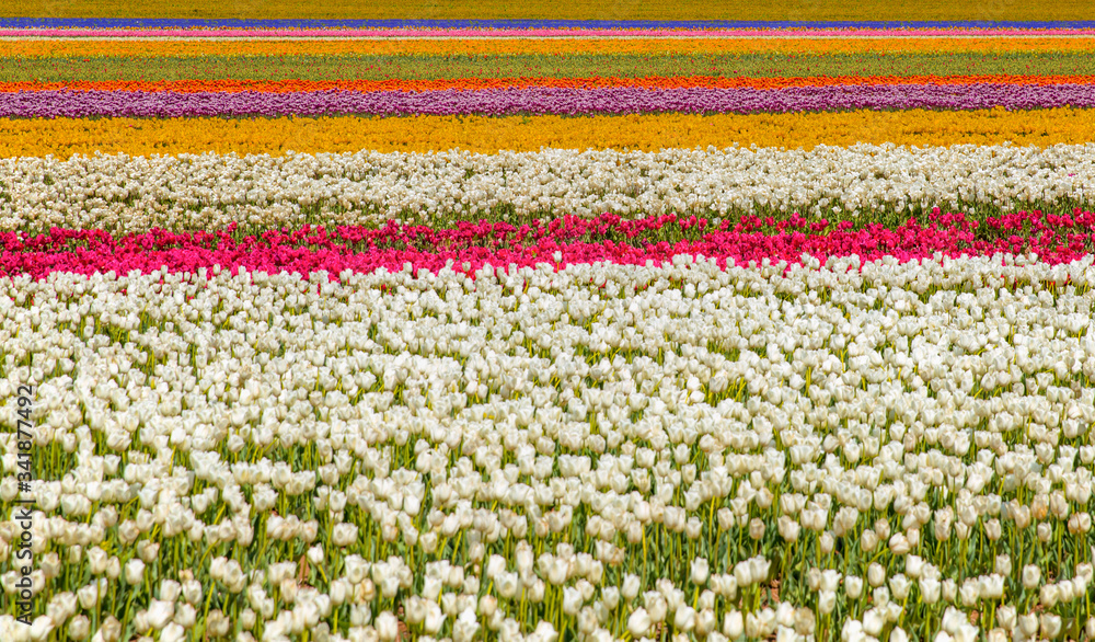 Field of white tulip field at sunset