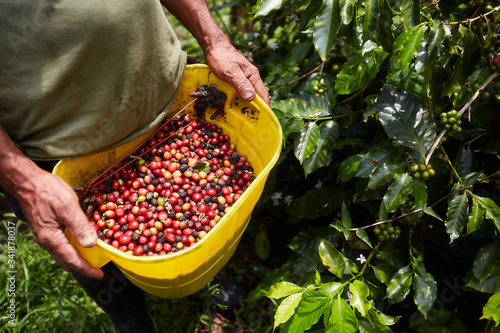 Recolector de café en finca de Colombia photo