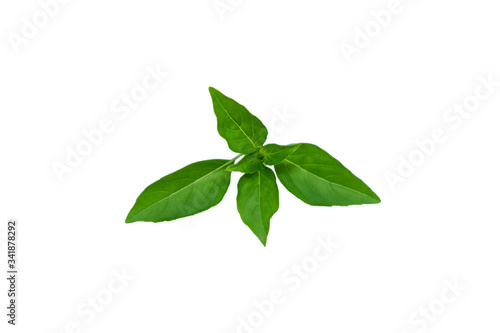Basil leaves isolate on white background