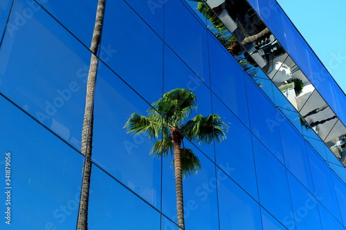 Palm trees on the streets of Los Angeles
Colorful palm tree background for web design.