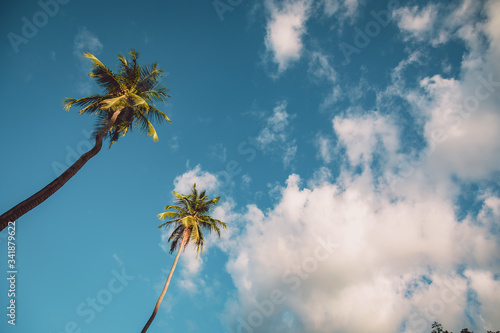 Palm Trees © Esllen
