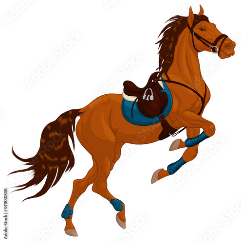 Bay horse reared and bent its front legs bandaged with polo wraps. Stallion dressed in sport tack including saddle, snaffle bit bridle. Steed pricked up its ears. Vector clip art for equestrian goods.