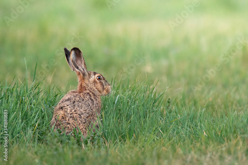Hare, natural environment, wildlife, close up, detail,  © JAKLZDENEK