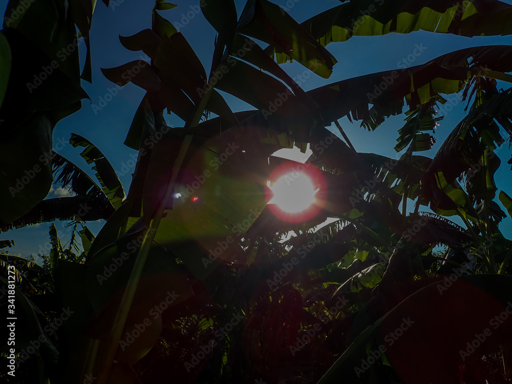 Fototapeta premium Banana tree plantation in nature with daylight