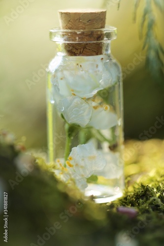 Spring concept. White flowers in a small glass bottle on a blurred spring garden background in sunlight.Flower potion on a moss. Flower elixir. Homeopathic medicine. Organic Cosmetics 
