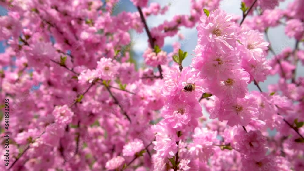 Honey bee on Cherry Blossom Tree. Sakura Pink flowers blooming Honey bee on Cherry Blossom Tree. Sakura Pink flowers blooming