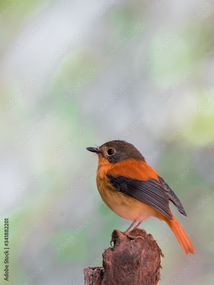 The black-and-orange flycatcher or black-and-rufous flycatcher is a species of flycatcher endemic to the central and southern Western Ghats, the Nilgiris and Palni hill ranges in southern India.