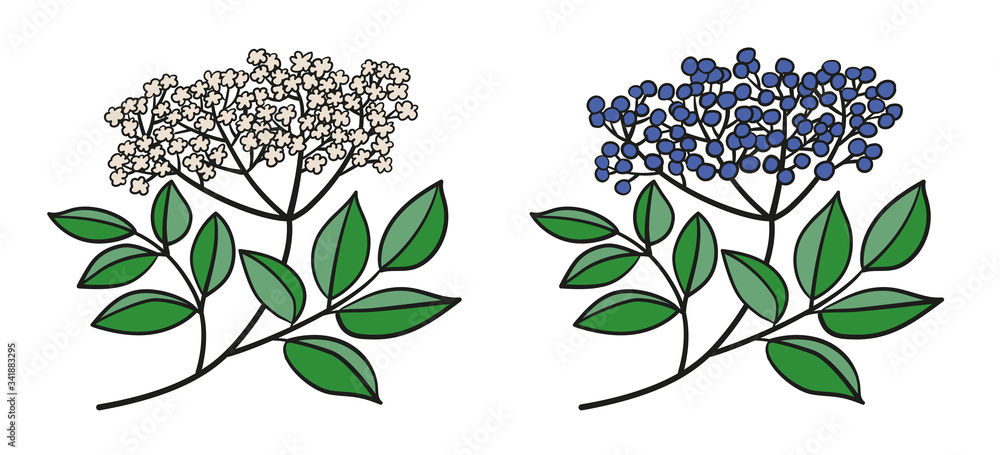 Isolierte Vektorgrafik eines Zweigs mit Holunder-Dolde, mit weißen Blüten, lila Beeren und grünen Blättern
 - obrazy, fototapety, plakaty 