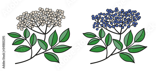 Isolierte Vektorgrafik eines Zweigs mit Holunder-Dolde, mit weißen Blüten, lila Beeren und grünen Blättern
