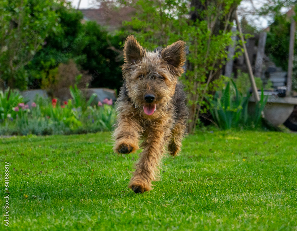 welsh terrier in garden welsh terrier in garden
