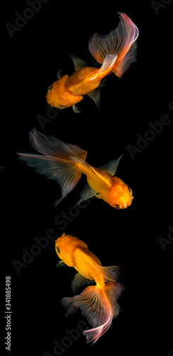Goldfish isolated on black background