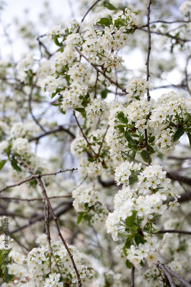 Paradise lush cherry blossom in the garden. Branches with cherry blossoms. Blooming spring cherry orchard Paradise lush cherry blossom in the garden. Branches with cherry blossoms. Blooming spring cherry orchard