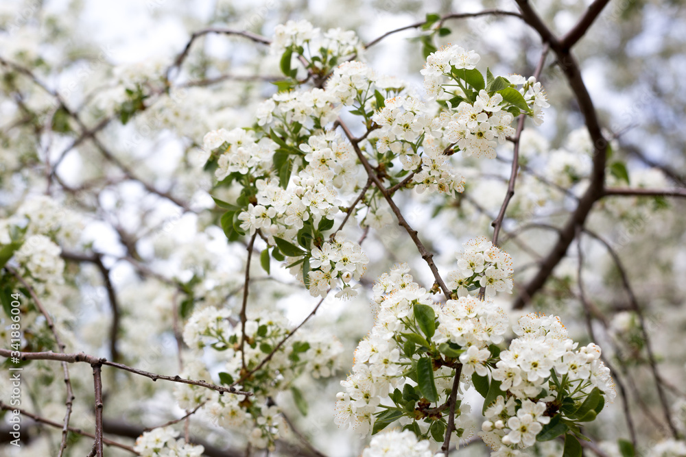 Paradise lush cherry blossom in the garden. Branches with cherry blossoms. Blooming spring cherry orchard Paradise lush cherry blossom in the garden. Branches with cherry blossoms. Blooming spring cherry orchard