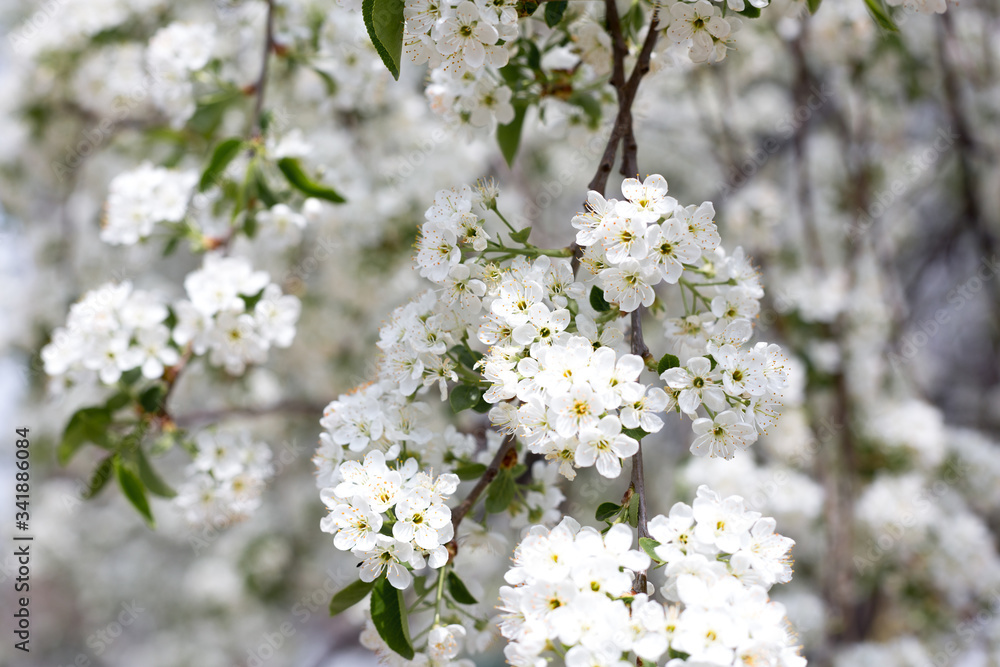 Paradise lush cherry blossom in the garden. Branches with cherry blossoms. Blooming spring cherry orchard Paradise lush cherry blossom in the garden. Branches with cherry blossoms. Blooming spring cherry orchard