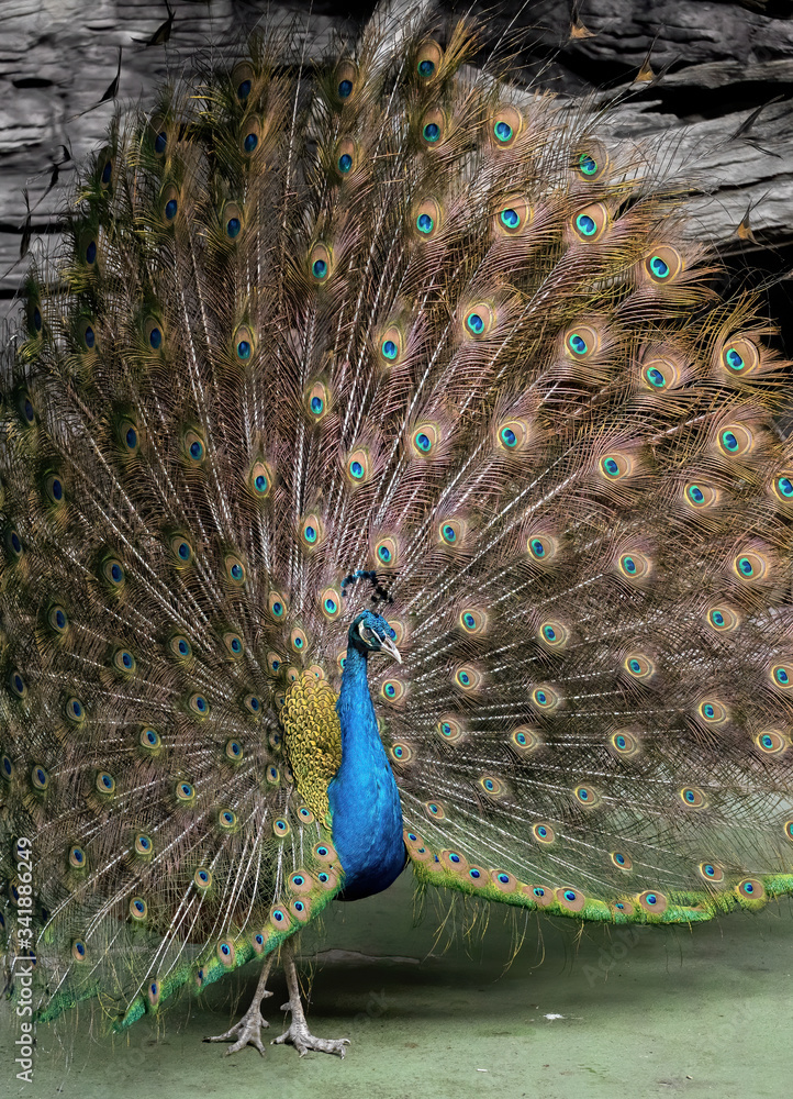 Fototapeta premium Close up Male Indian Peafowl or Indian Peacock is Spreading Feathers