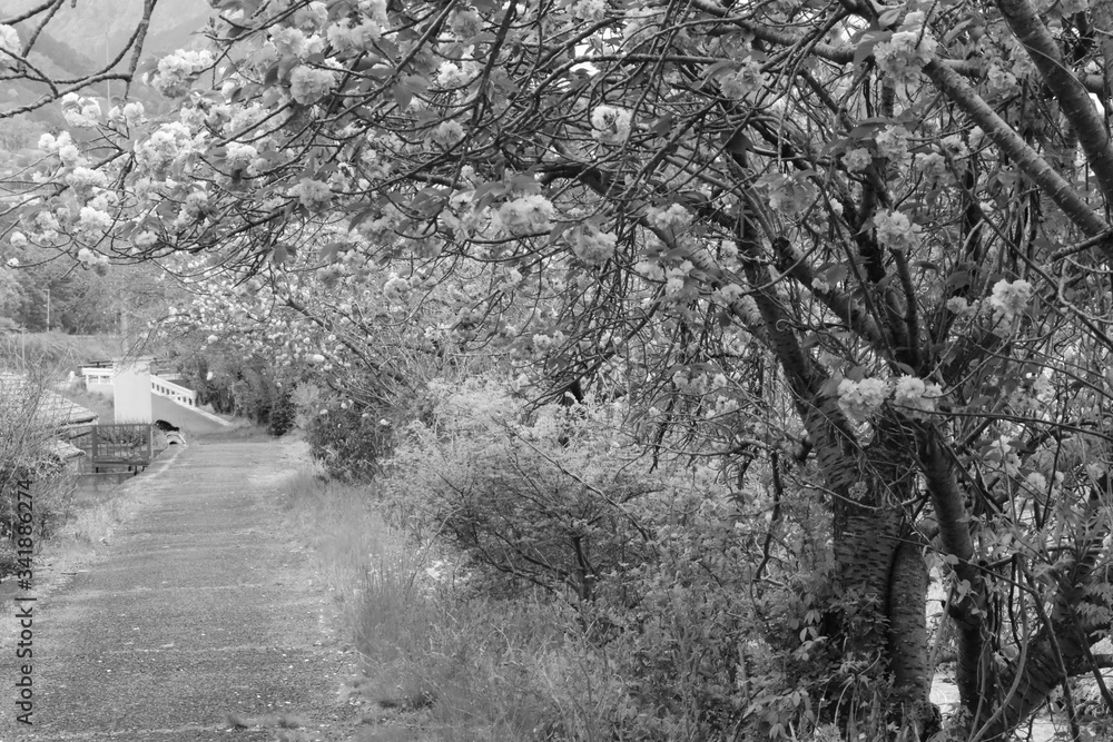 モノクロの桜並木