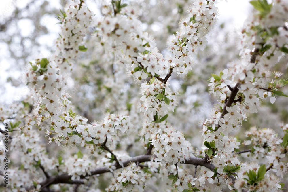Paradise lush cherry blossom in the garden. Branches with cherry blossoms. Blooming spring cherry orchard Paradise lush cherry blossom in the garden. Branches with cherry blossoms. Blooming spring cherry orchard