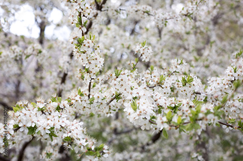 Paradise lush cherry blossom in the garden. Branches with cherry blossoms. Blooming spring cherry orchard © Olesya