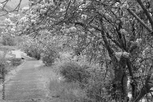 Wallpaper Mural モノクロの桜並木 Torontodigital.ca