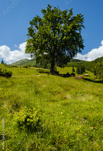 Carpathian mountain summer country landscape  Ukraine.