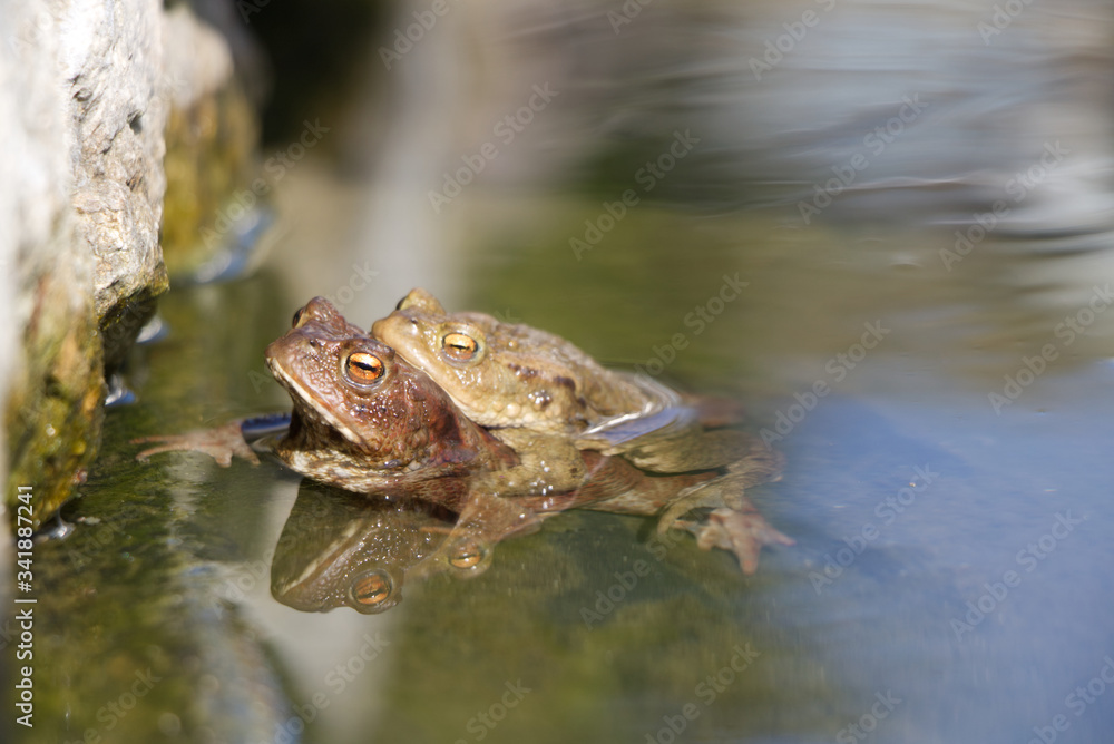 Obraz premium Kröten im Teich