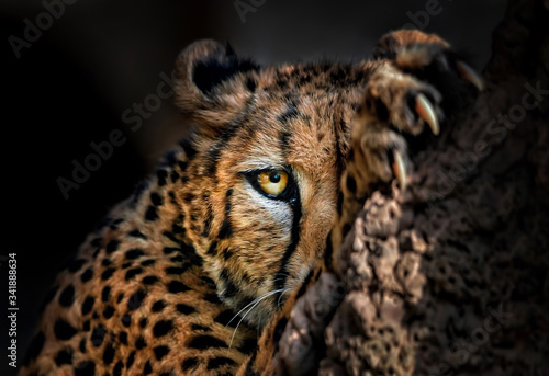 Cheetah hiding behind a rock Fototapeta