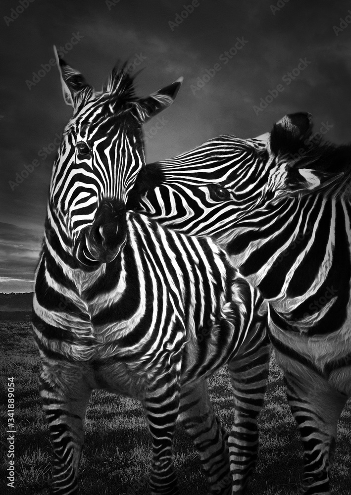 Fototapeta premium Male zebra kissing female zebra ( concept love )