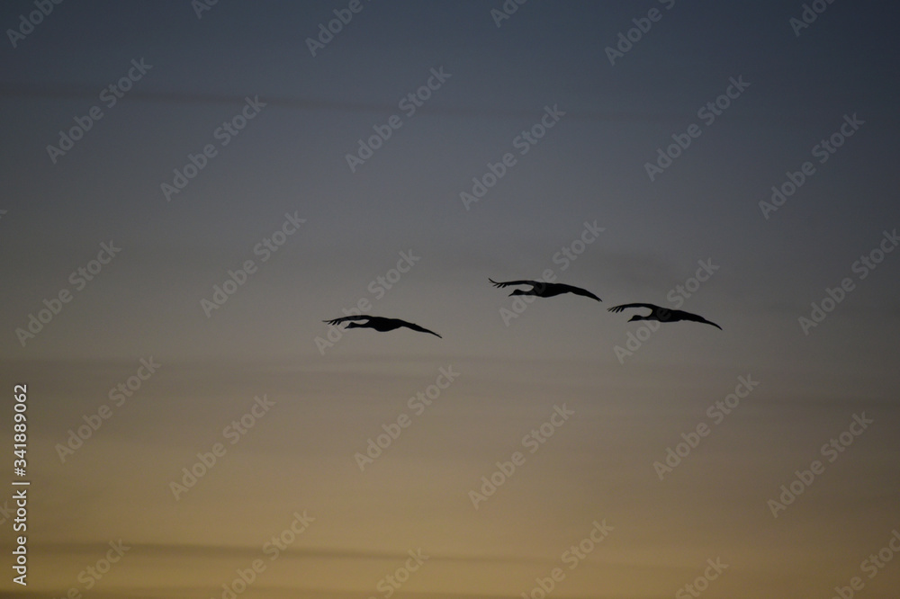 Three sandhill cranes in flight