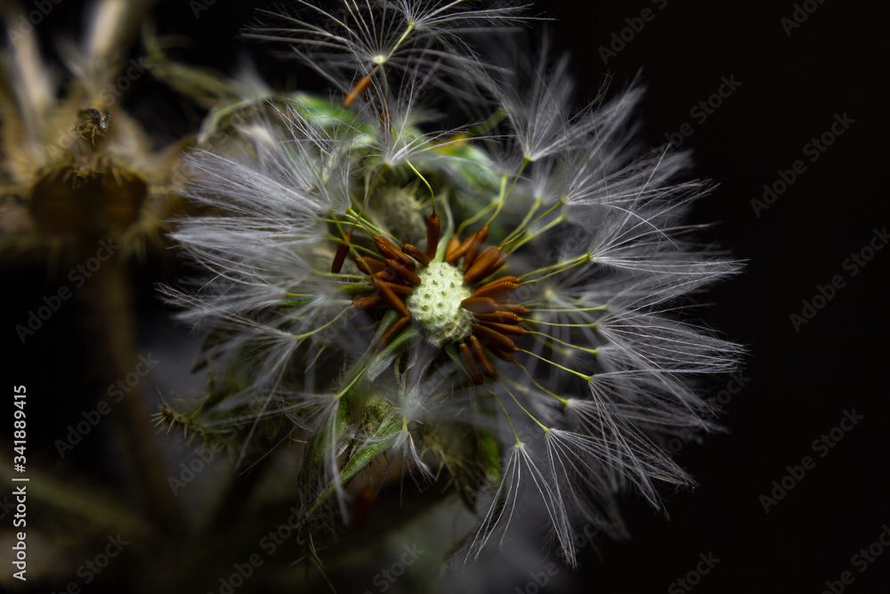 Fototapeta premium Diente de León