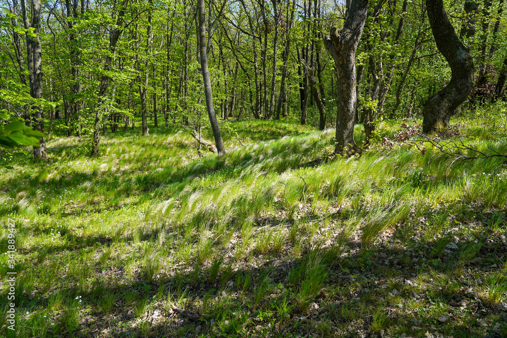 Obraz premium Green forest 