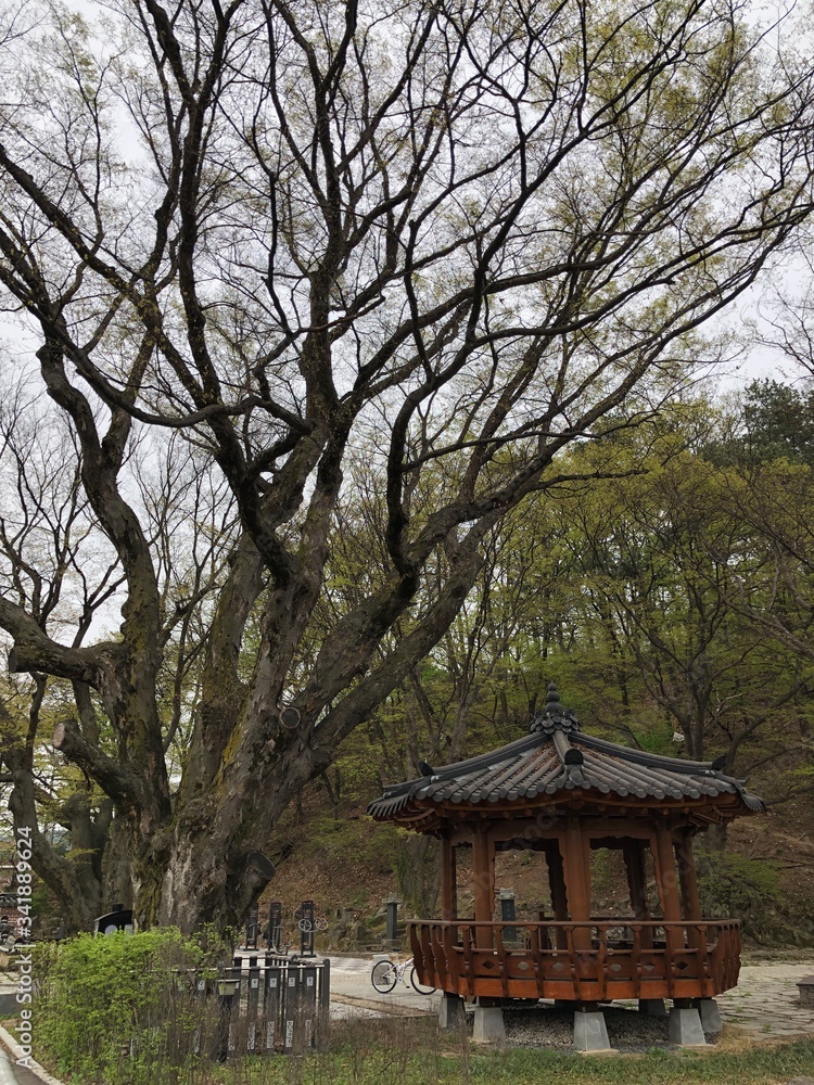 Fototapeta premium japanese garden in japan