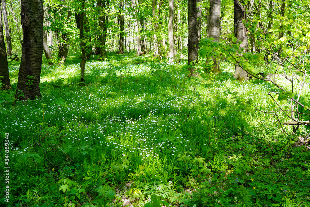 Green forest Green forest
