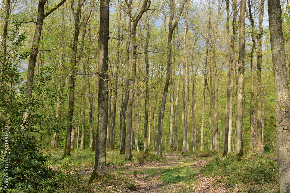Fototapeta premium Waldfrieden, Laubwald