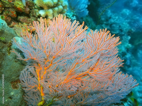 The amazing and mysterious underwater world of Indonesia, North Sulawesi, Manado, gorgonian coral